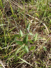 Clematis chinensis tatushanensis