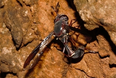 Monoceromyia unipunctata