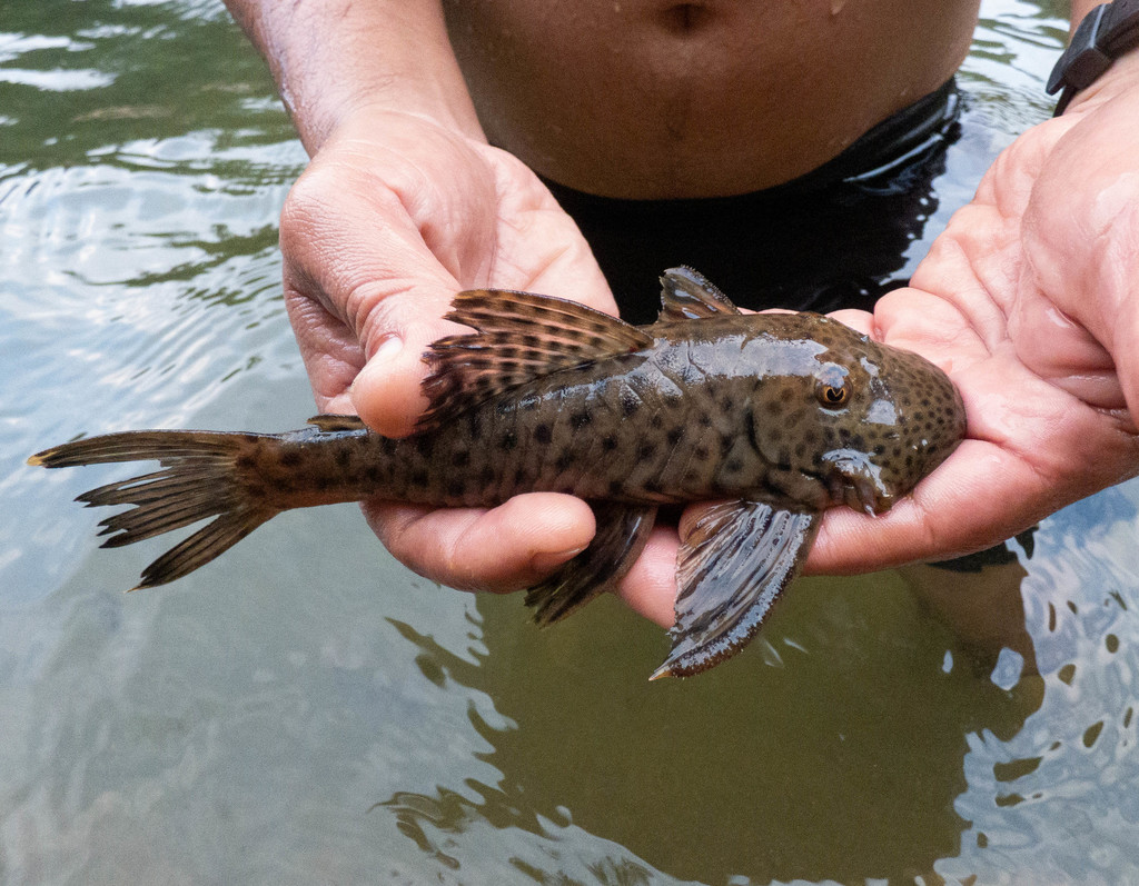 Chaetostoma joropo