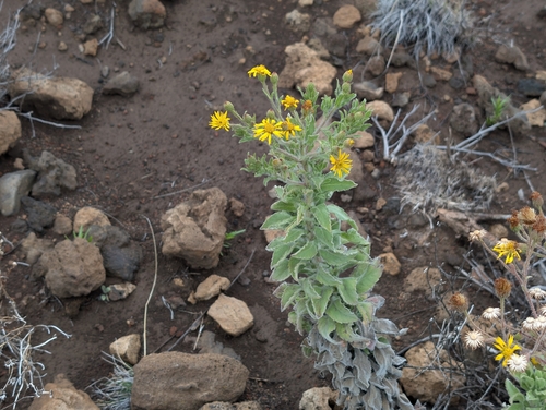Heterotheca grandiflora observed 2026-03-19