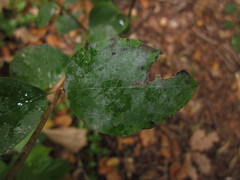 Erysiphe symphoricarpi