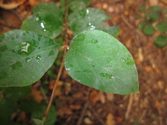 Erysiphe symphoricarpi