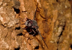 Monoceromyia unipunctata