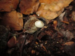 Mycena fagetorum