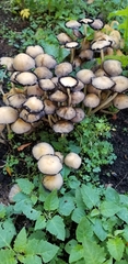 Fungi