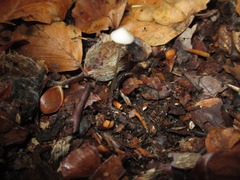 Mycena fagetorum