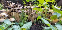 Fungi