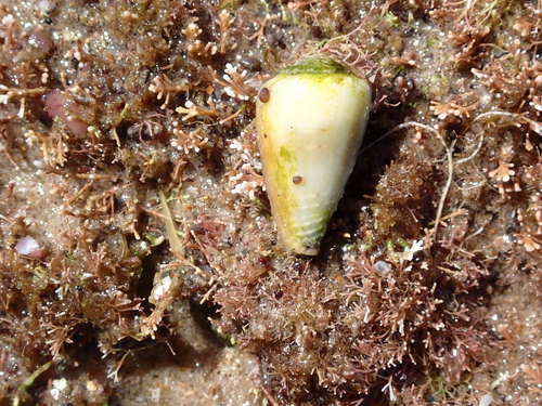 Conus nanus observed 2026-03-16