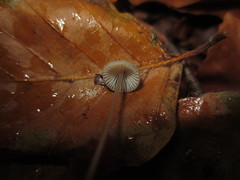 Mycena fagetorum