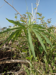 Arisaema heterophyllum