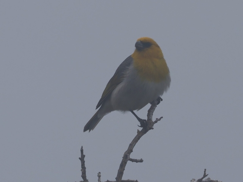 Loxioides bailleui observed 2026-03-19