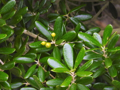 Jacquinia keyensis