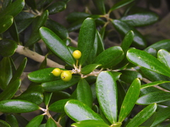 Jacquinia keyensis
