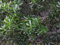 Jacquinia keyensis