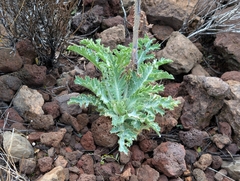 Argemone glauca, photograph author not stated, no rights reserved
