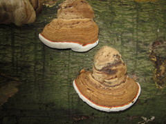Ganoderma adspersum
