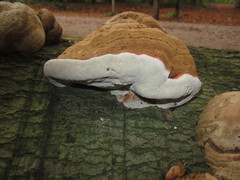 Ganoderma adspersum