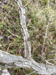 미국풍나무 (Liquidambar styraciflua): 기원과 용도 — 사진 3