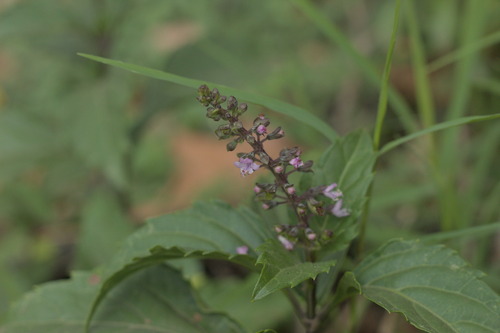 Ocimum carnosum (Ocimum carnosum)