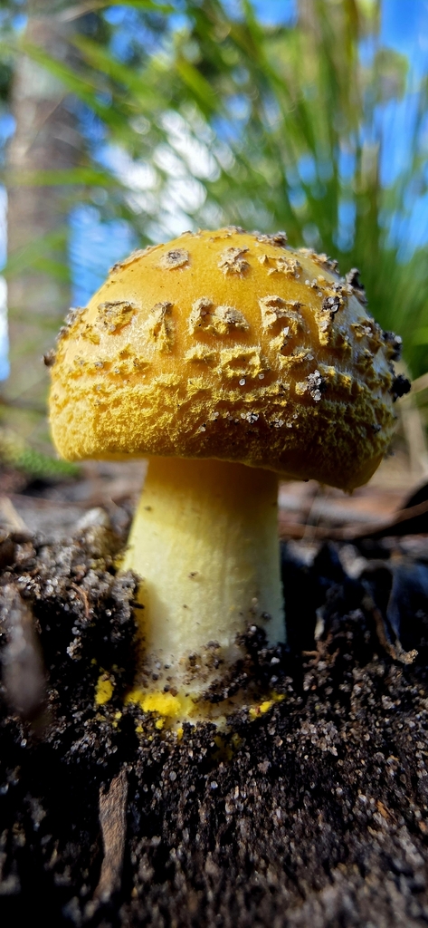 Amanita flavella · March 2026 · photo: © rotceh_dnih (iNaturalist, cc-by)