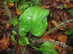 Golovinomyces sordidus