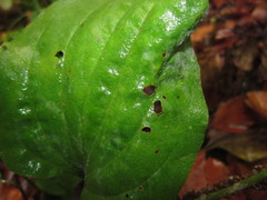 Golovinomyces sordidus