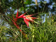 Tillandsia punctulata, photograph (c) Alexis López Hernández, some rights reserved (CC BY)