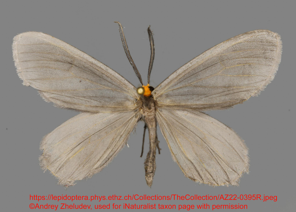 Nephodia clarigrisea