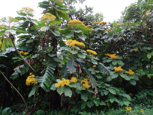 giant groundsel (Telanthophora grandifolia)
