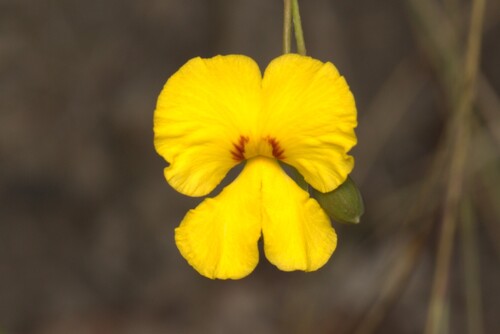Pinnate Wedge Pea (Gompholobium pinnatum)