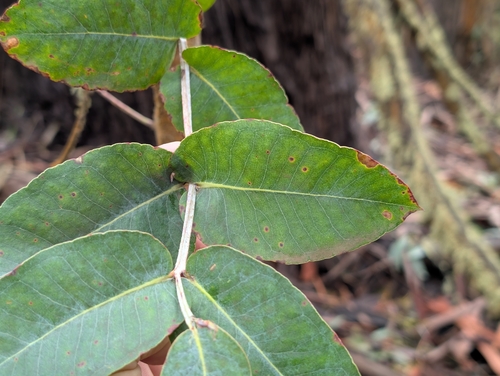 Eucalyptus globulus observed 2026-03-19