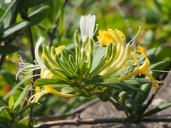 인동덩굴 (Lonicera japonica): 기원과 용도 — 사진 3