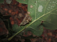 Macrodiplosis pustularis