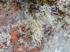 Ramalina intermedia