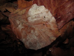 Phyllactinia orbicularis