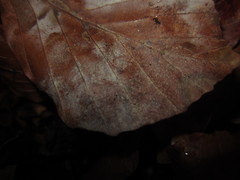 Phyllactinia orbicularis