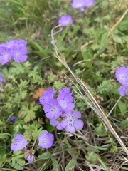 Phacelia glabra