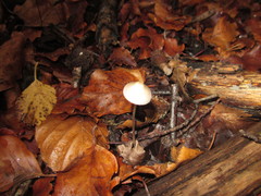 Mycena fagetorum
