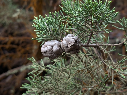 Cupressus observed 2026-03-19