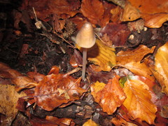 Mycena fagetorum