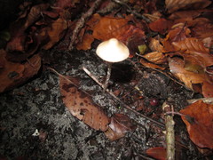 Mycena fagetorum