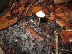 Mycena fagetorum