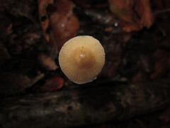 Mycena fagetorum
