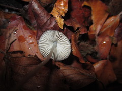 Mycena fagetorum