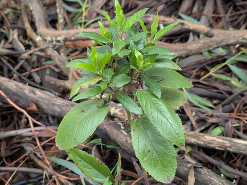 Stenogyne rugosa observed 2026-03-19