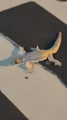 Hemidactylus platyurus