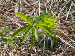 Arisaema heterophyllum