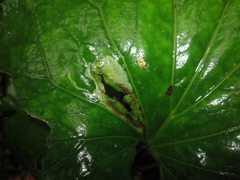 Phytomyza tussilaginis