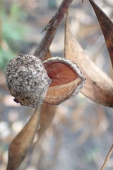 Hakea laevipes