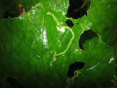 Phytomyza tussilaginis